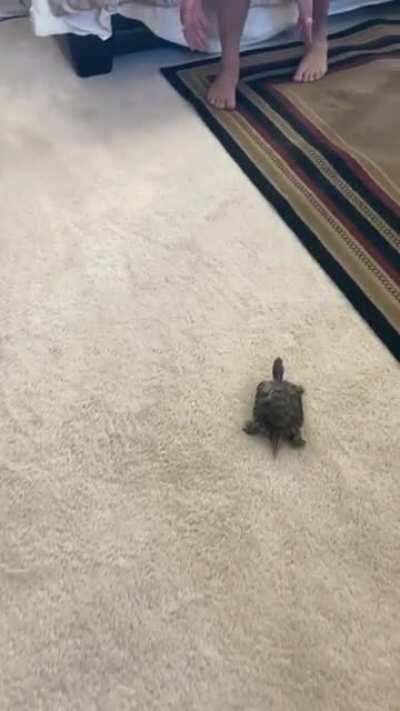 Again my turtle chasing my husband it’s just so crazy how much my turtle loves him!