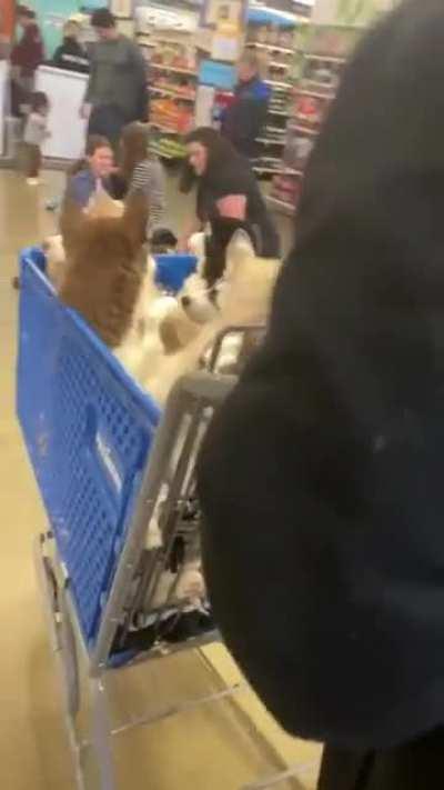 The pack goes shopping