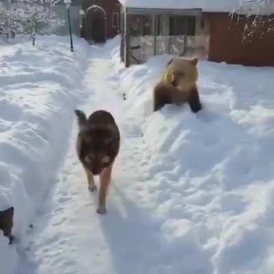 Bear: RAWR I'M A BEAR Dog: I DON'T CARE