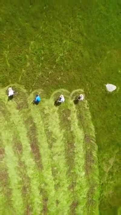 These people scything a field.