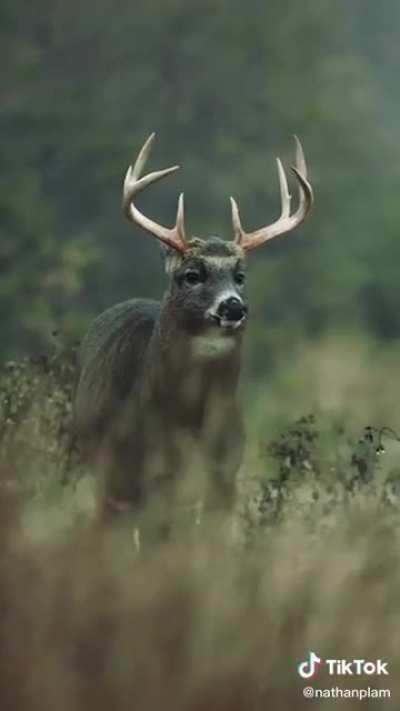 Felt sooooo good this deer gave their tongue a shake as well!