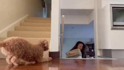 Clever poodle scares owner every time