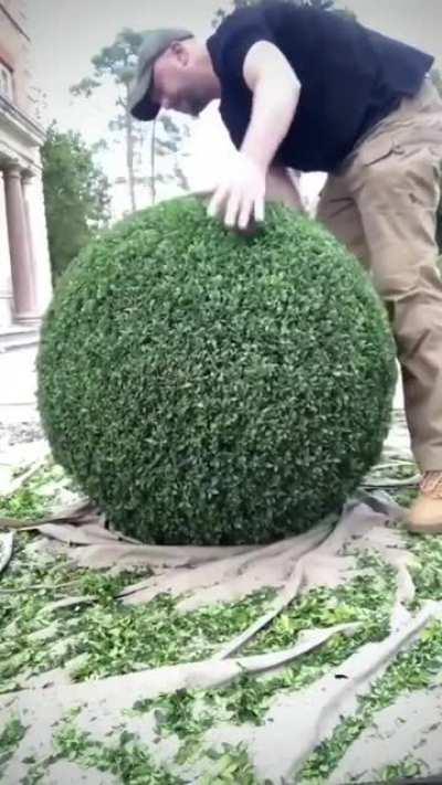 Pet my bush (stolen from r/humanitydool)