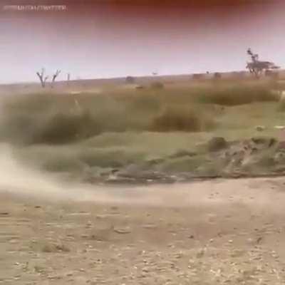 ð¥ The dexterity of a Springbok vs  OP stats of a lioness