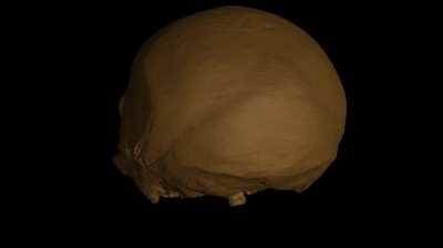 A large skull found in China, dubbed the 