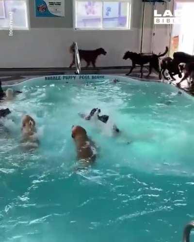 Pool time at the doggy daycare