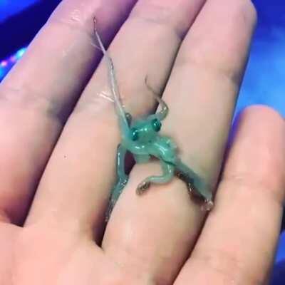 🔥 Blue baby octopus. 🔥