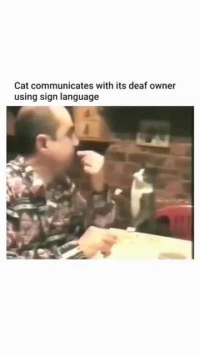 This awesome cat and human