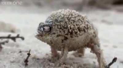 Desert rain frog