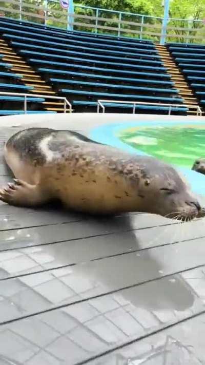 A Very Bouncy Seal