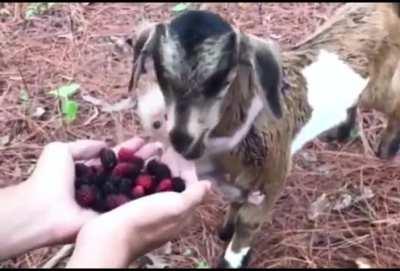 “Oooh Berries!”