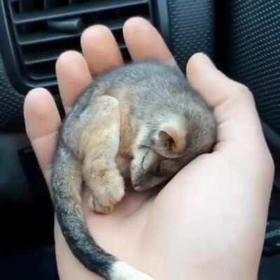 Baby Possum