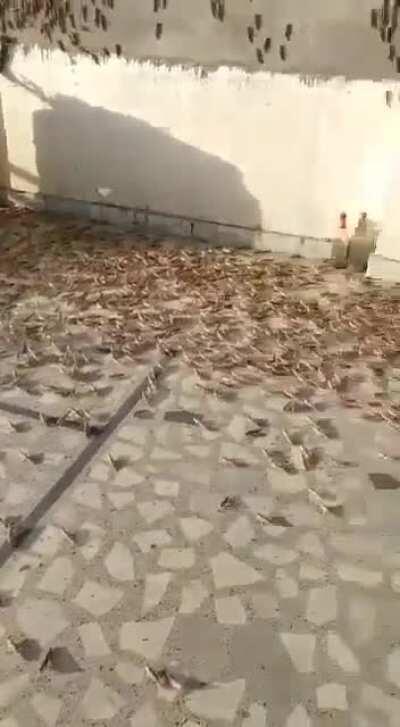 Locust attack in Jaipur