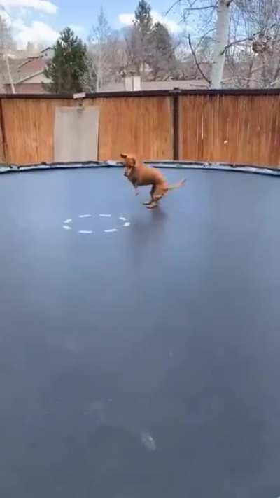 This dog is in love with trampoline