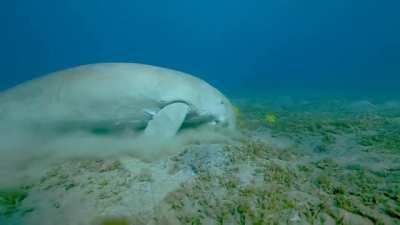 🔥 A dugong, accompanied by juvenile golden trevallies, feeding on sea grass in the Red Sea