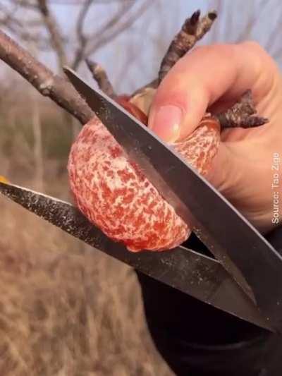 Cutting dried persimmons