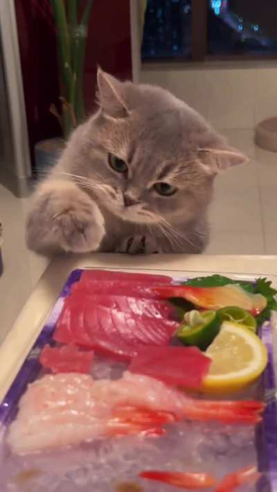 funnycats