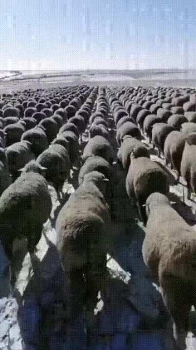 The way these sheep are lined up