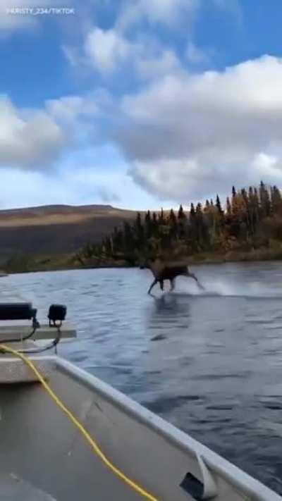 This moose running on... water