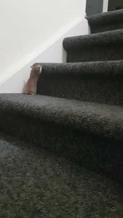 Hildy has learned how to climb stairs and the world will never be the same again!