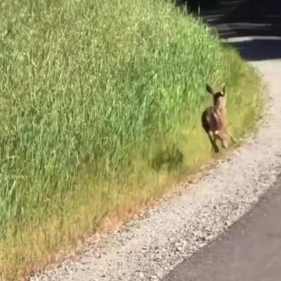 Baby Deer Bounce