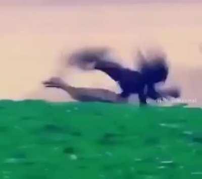 Catching a deer with an eagle!!