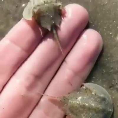 🔥 Teeny tiny horseshoe crabs 🔥