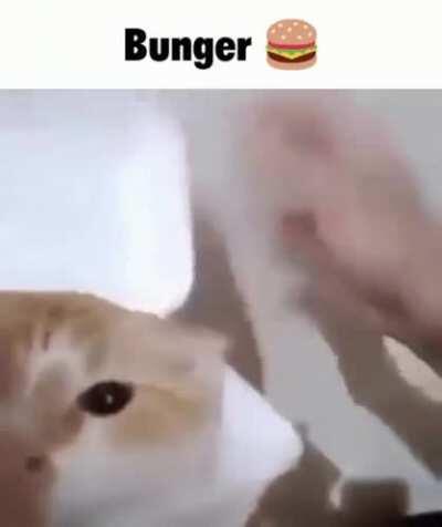 Gato Burger