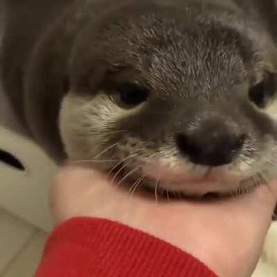 Look this beautiful Otter!!