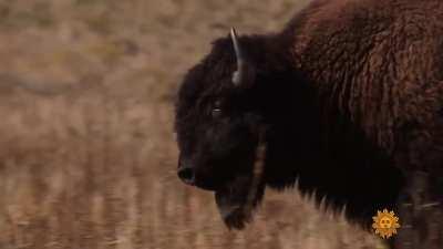 Nature: Antelope Island State Park, Utah