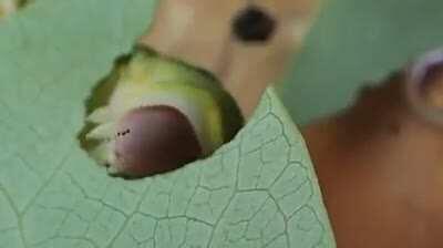 🔥 Caterpillar eating a leaf.