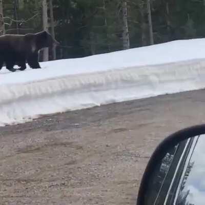 WCGW driving too close to the bear cubs