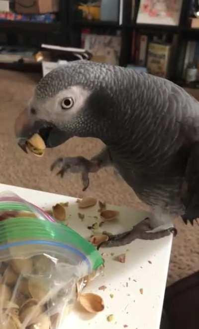 My parrot removing shells from the pistachios, throwing them away, getting a new one then repeating the process over and over again.