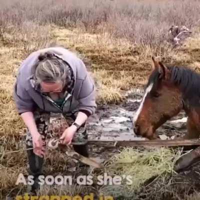 Kind Samaritans Rescue A Trapped Horse