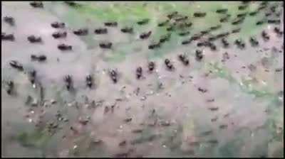 Truce between termites(top) and ants(bottom) with each side having their own line of guards.