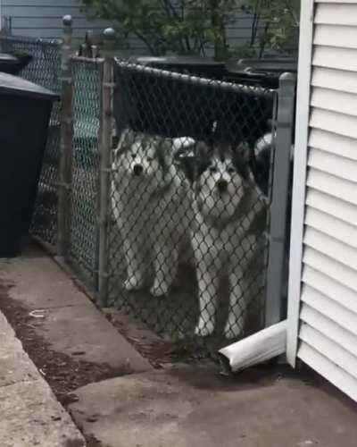 Two floofy teddy bears :)