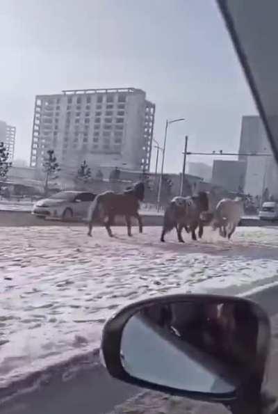 Just another morning in Mongolia