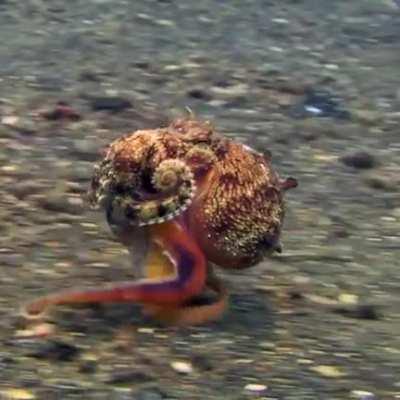 Some biologists refer to octopuses as having six “arms” and two “legs”, because the two rear appendages are generally used to walk on the seafloor.