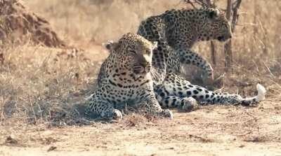 The female leopard woke up the male to get his attention.