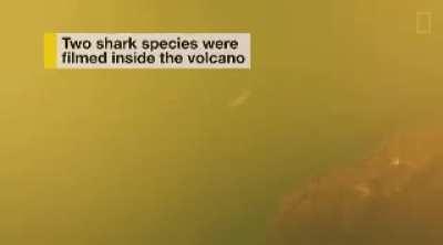 Scientists discovered sharks living in an underwear Volcano