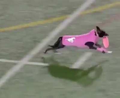 Dog Sets Frisbee Record For Longest Catch (109 yards)