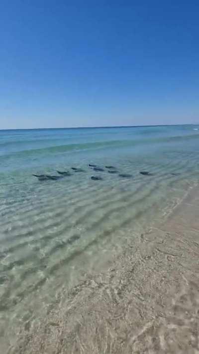 🔥 A school of stingrays riding a wave 🔥