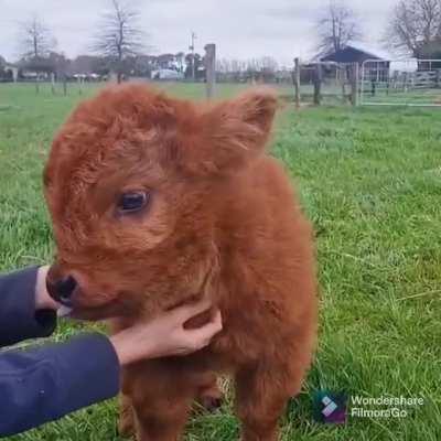 Cows are cute