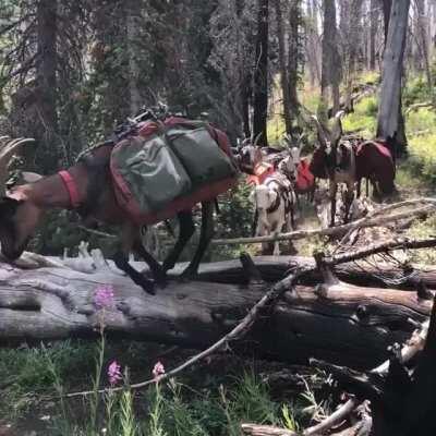 A herd of pack Goats being trained in Idaho.