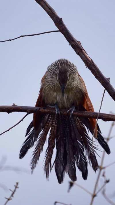 🔥The call of the white-browed coucal (Centropus superciliosus)