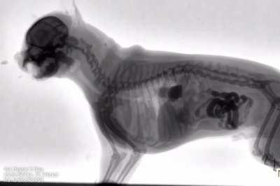 The anatomy of a dog while eating