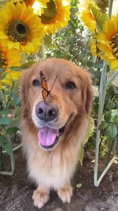 This made my day🐕🦋