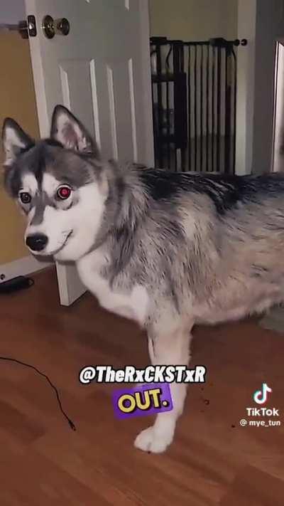 Dramatic husky