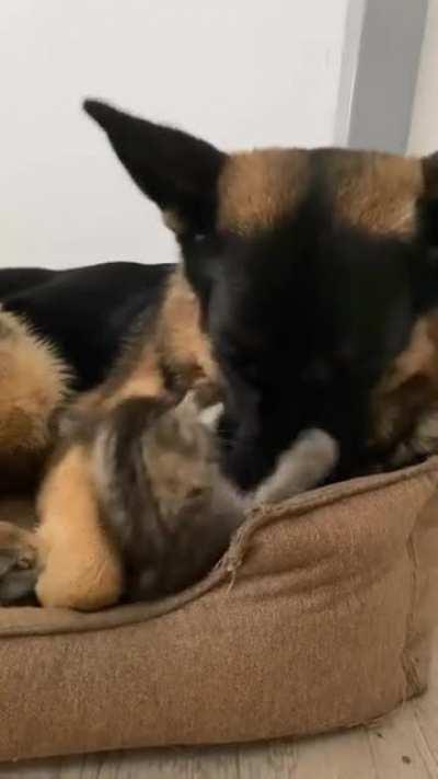 German Shepherd and her smol friend