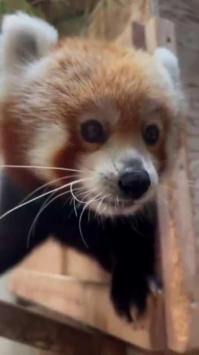 Red panda eating grapes 🍇